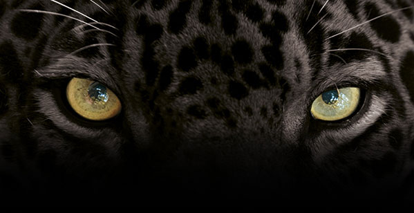 Jaguar Eyes